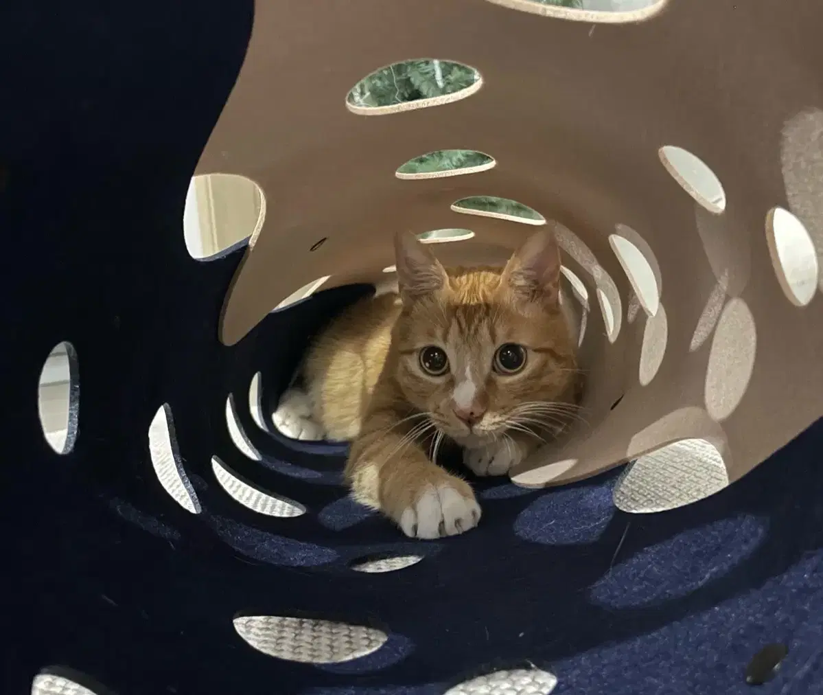 New button buildable cat tunnel toy for sale, my cat's favorite.