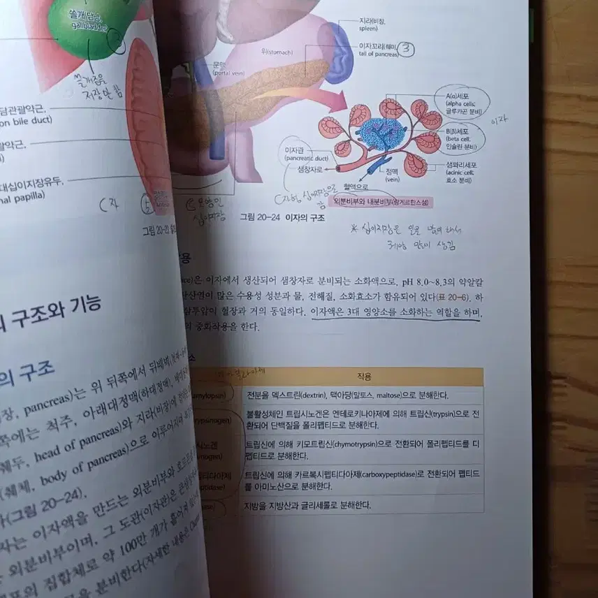 인체구조와기능 세트 의학교육 ((워크북 증정