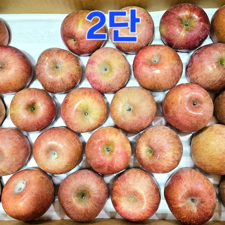 (택포) 영주 사과 10kg 54과 품종'미얀마(부사)'