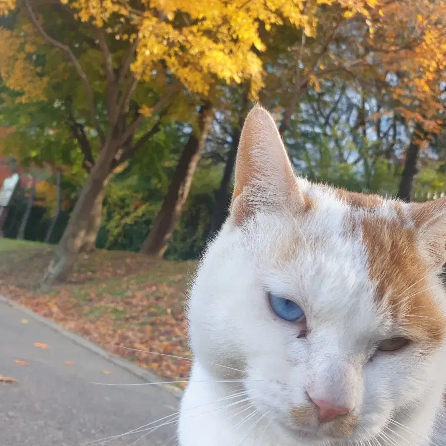 괴담출근 브라운 인형