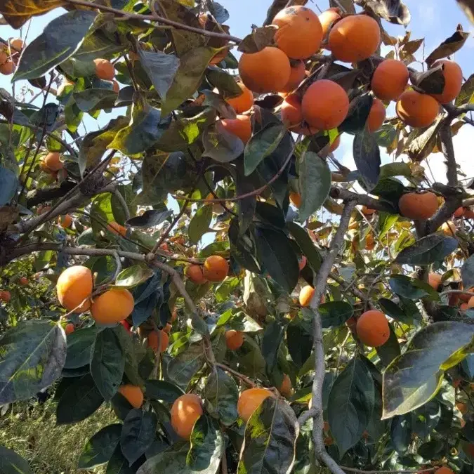 진영단감//창원단감 비품(파지)택포2만 10키로