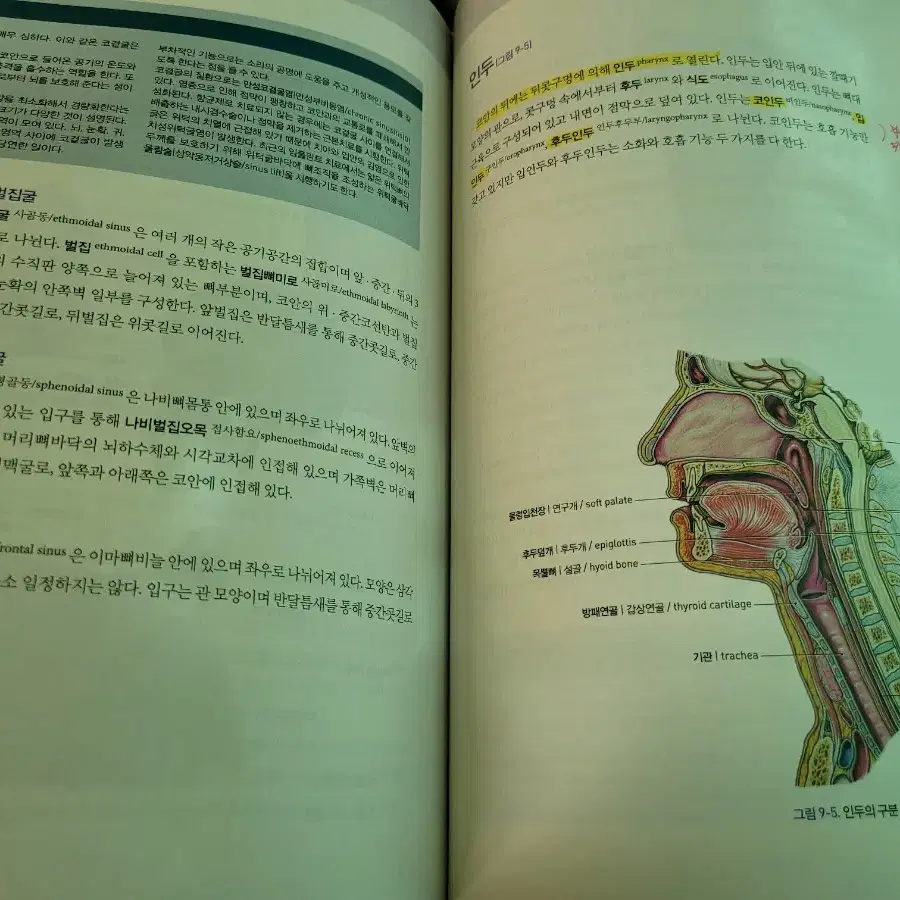 사람해부학 택포