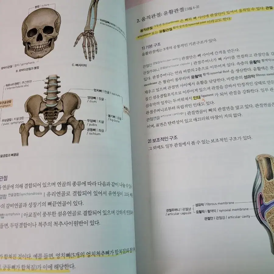 사람해부학 택포