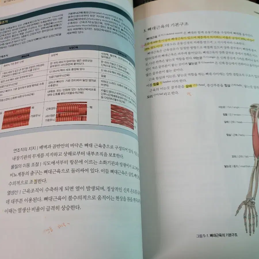 사람해부학 택포