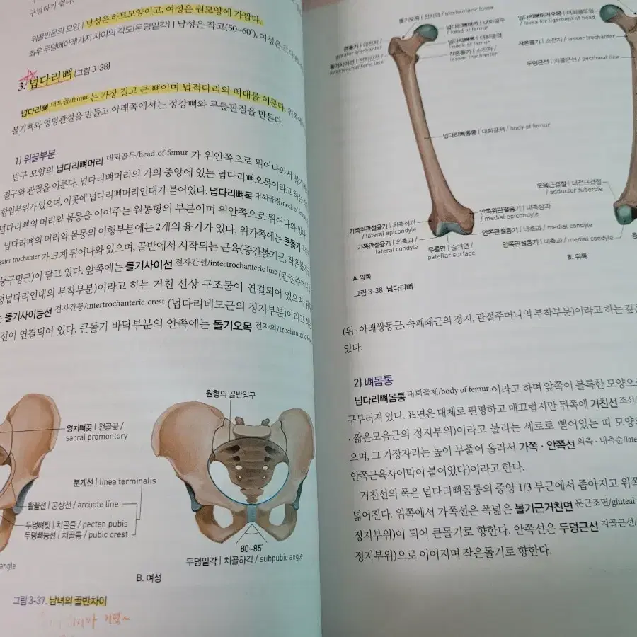 사람해부학 택포