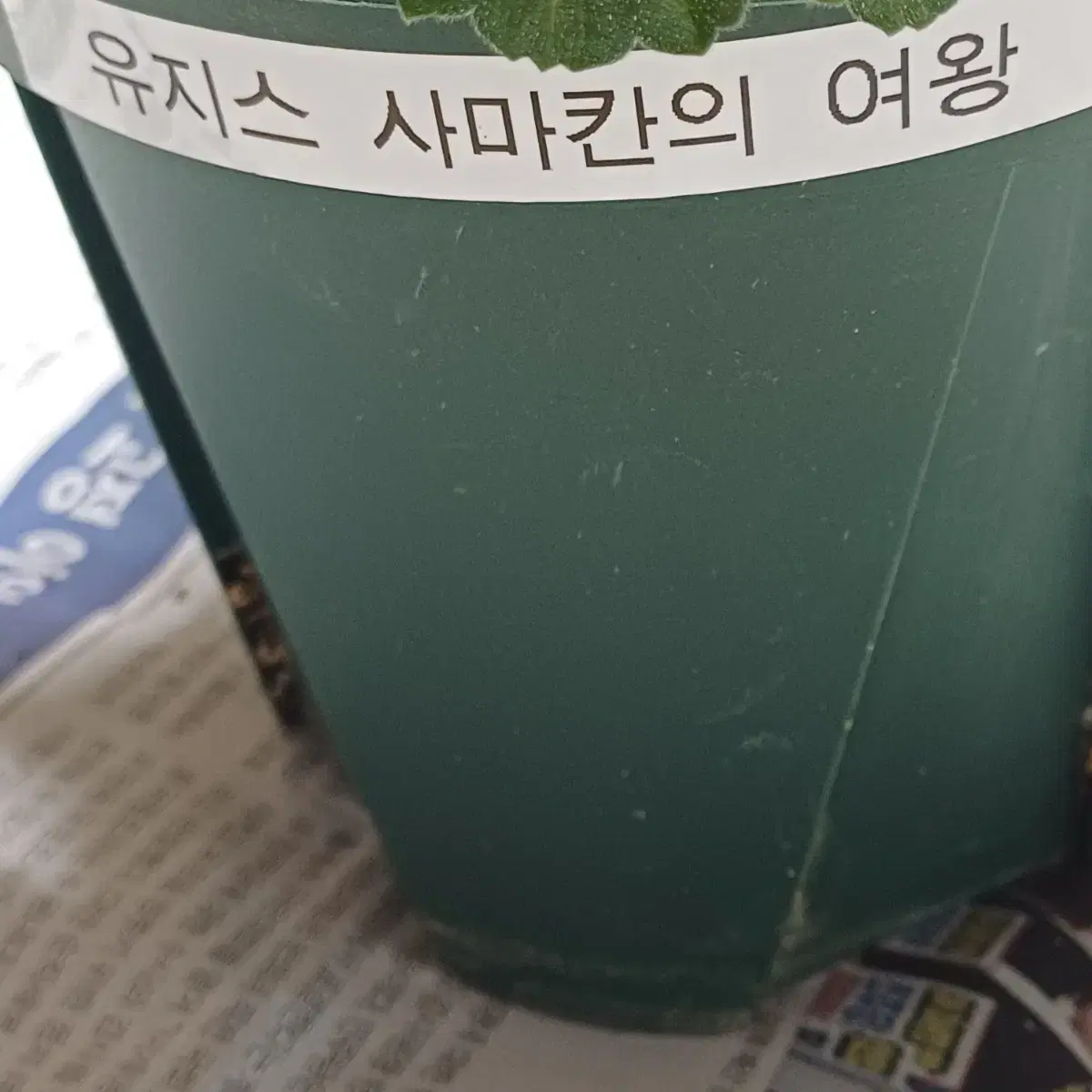 러시아제라늄  유지스사마칸의여왕