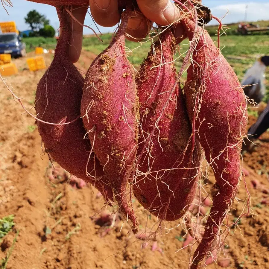 해남 산지 직송 베니하루카 꿀고구마 못난이 10kg