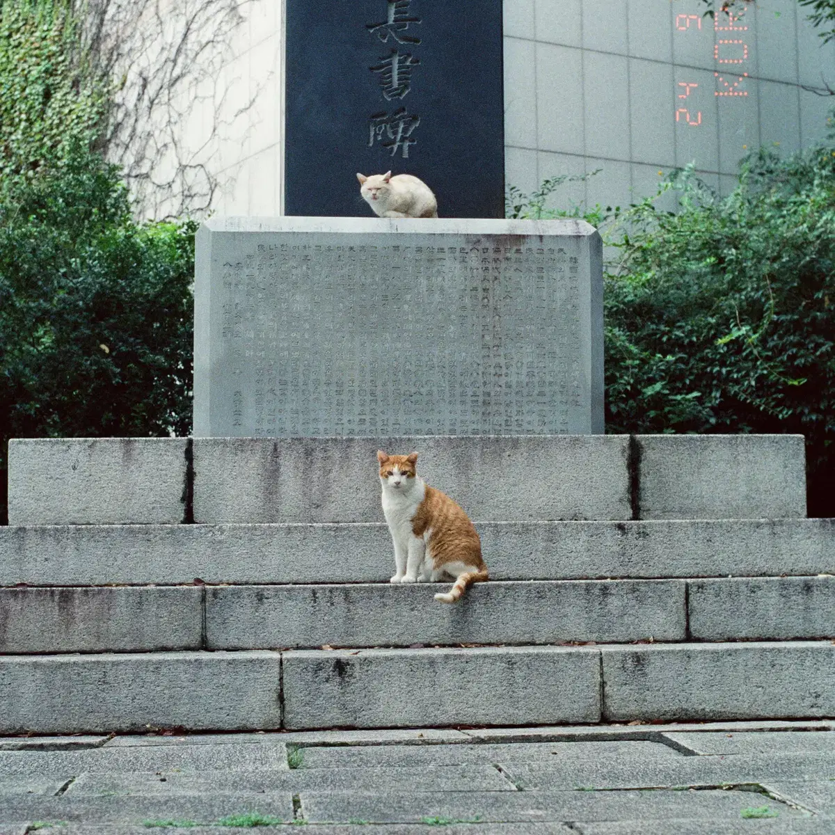 야시카 yashica ML 50mm f1.7 cy마운트 렌즈 팝니다.