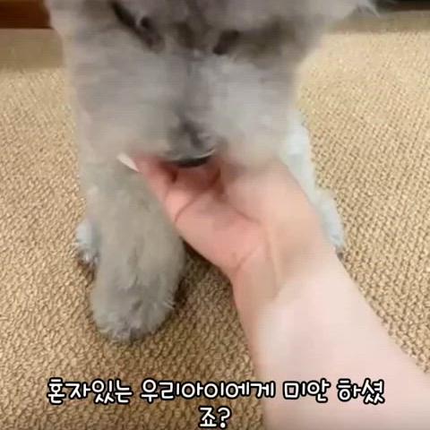 강아지 고양이 장난감 움직이는 자동 스마트 공 (분리불안,다이어트 추천)