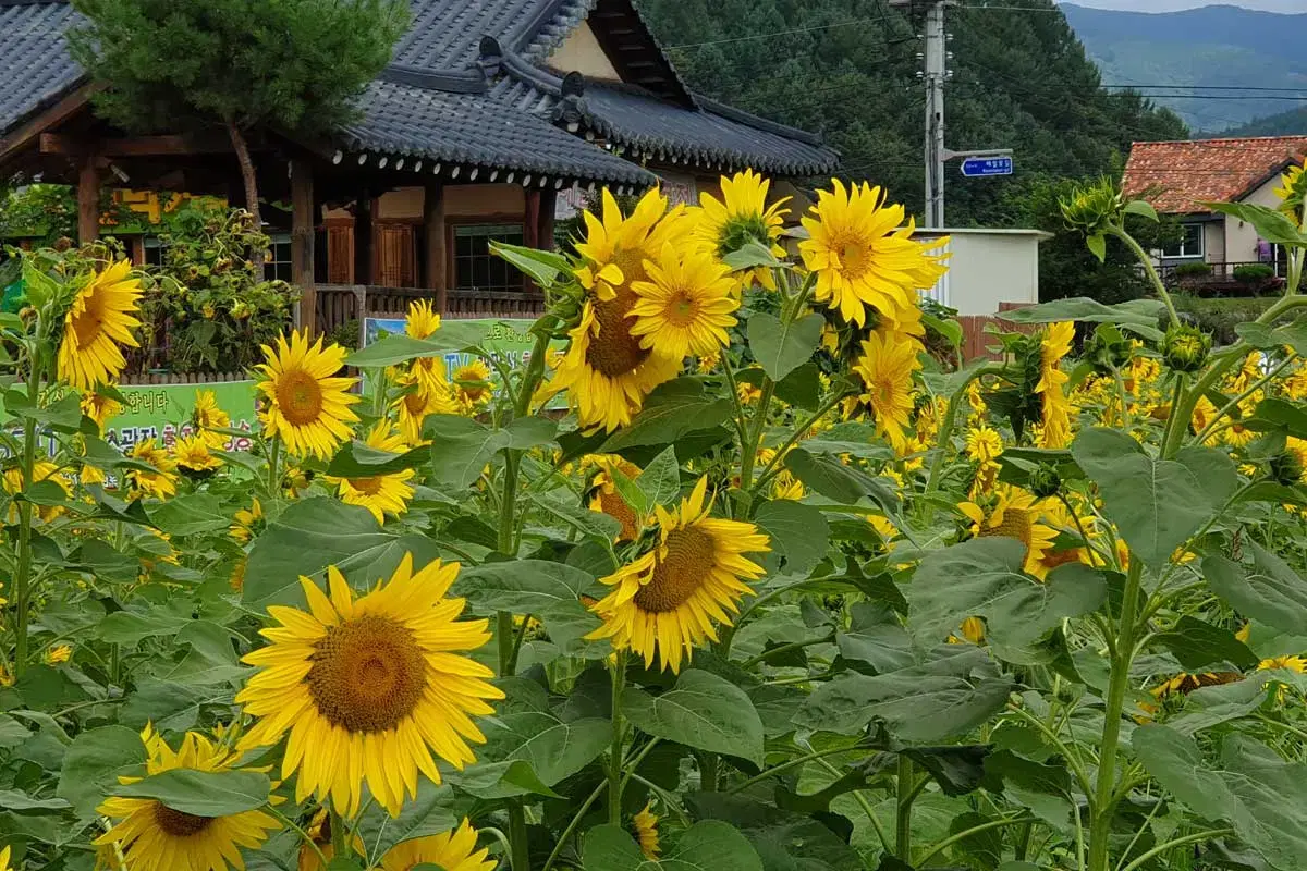 교촌치킨 오리지날 + 콜라 1.25L