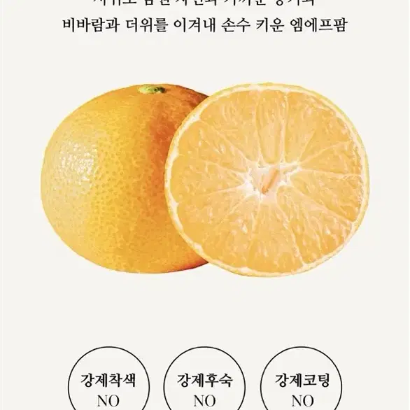 특가상품 제주도 산지직송 노지 황금향 4KG, 10KG