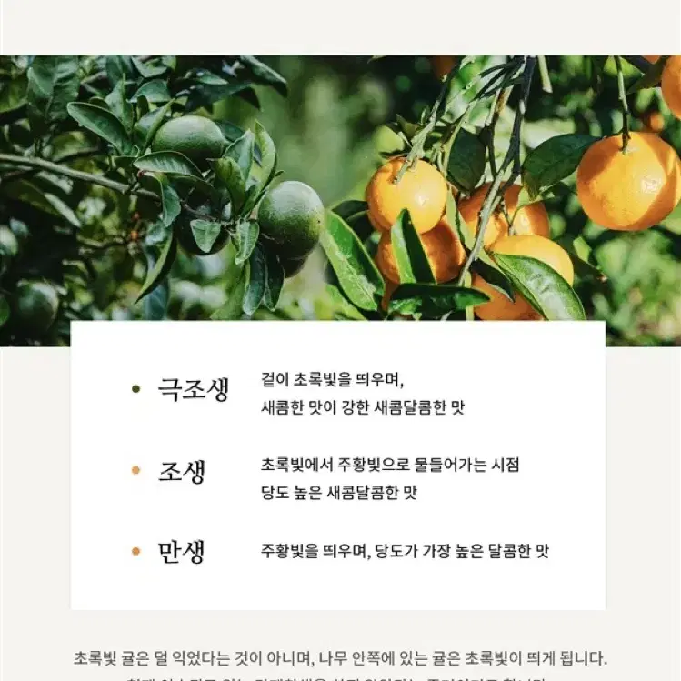 특가상품 제주도 산지직송 노지 황금향 4KG, 10KG