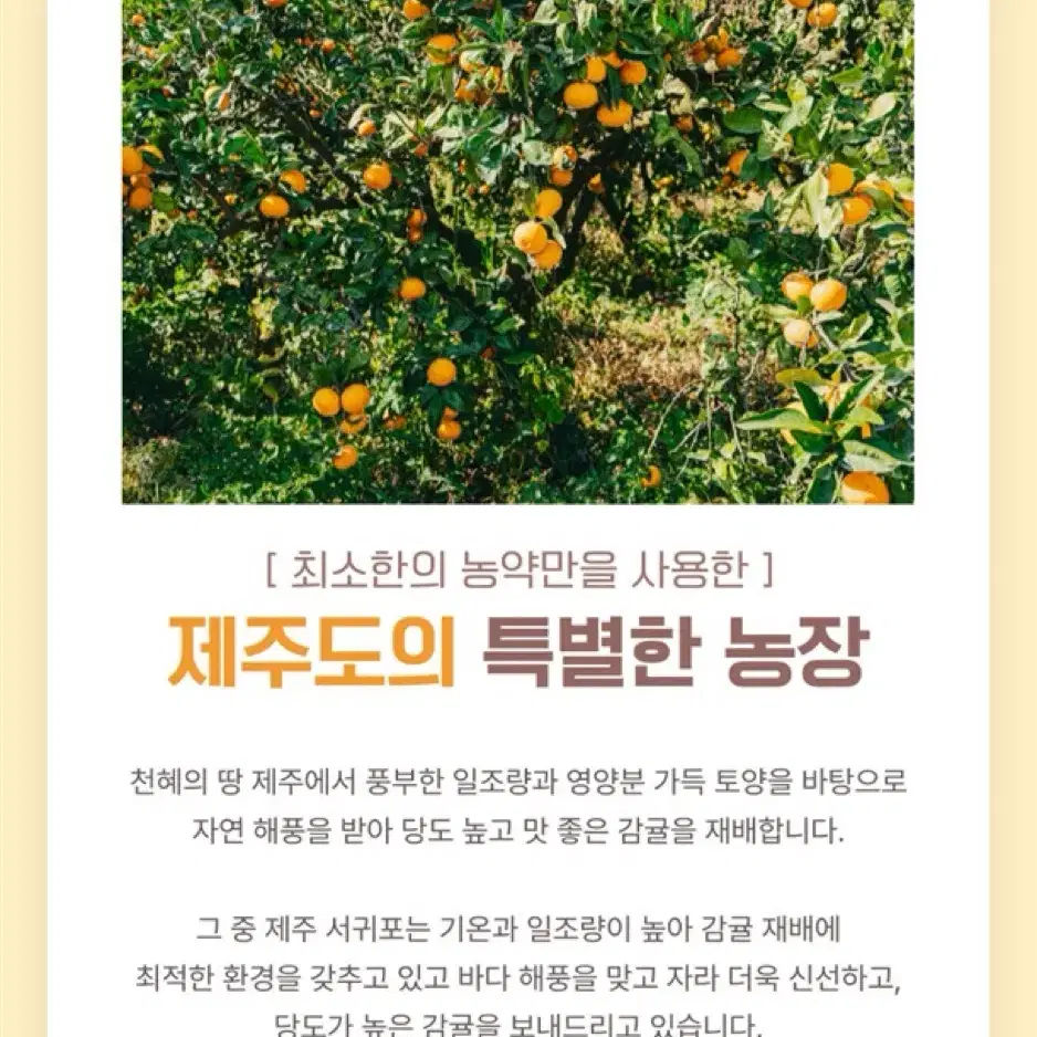 제주의 신선함을 담은 산지직송 자연 감귤 / 황금향