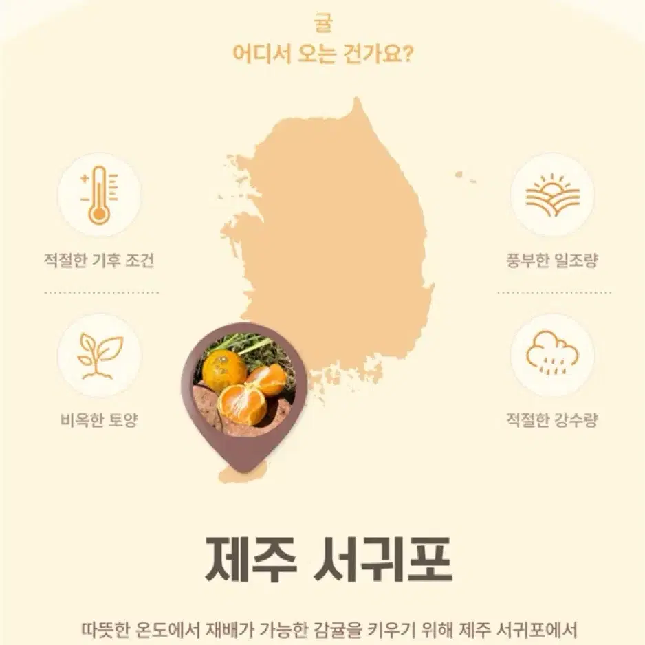 제주의 신선함을 담은 산지직송 자연 감귤 / 황금향