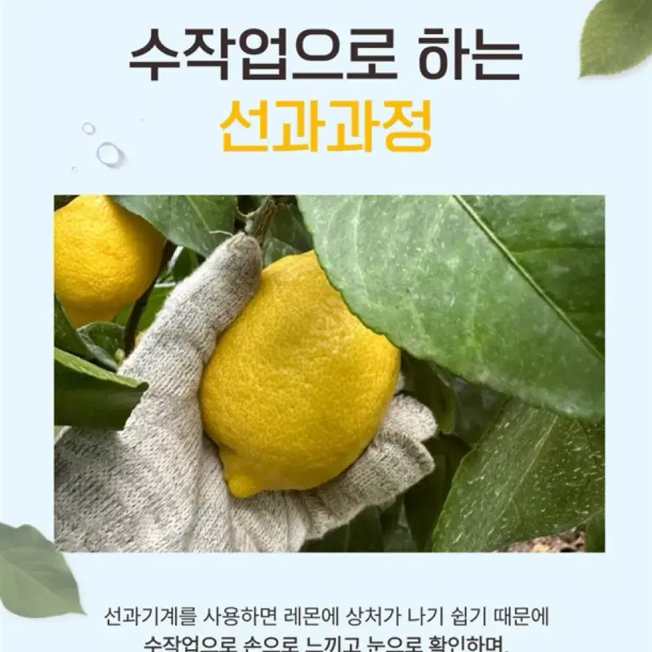 비타민 가득 제주레몬 청정제주 산지직송 레몬 3kg, 5kg 혼합