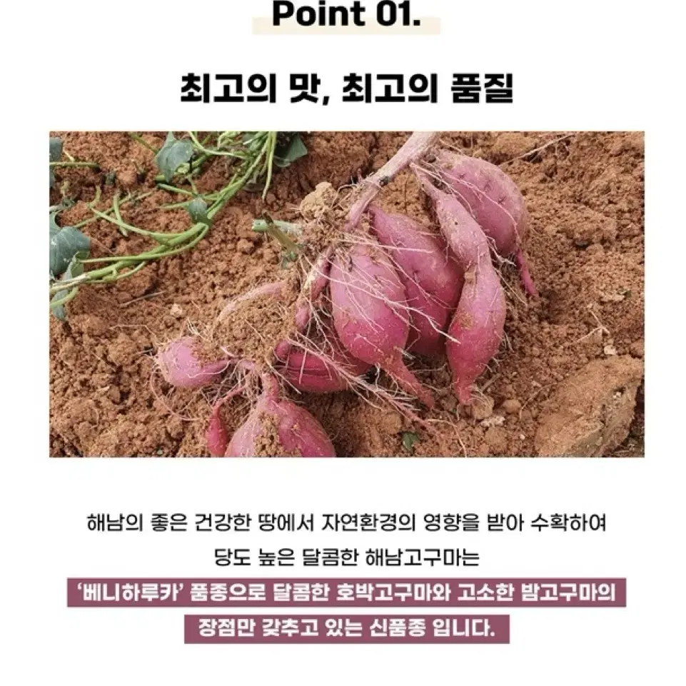 달콤하고 촉촉한 해남 꿀 고구마 3kg 5kg 한입 중 특상