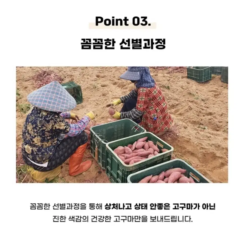 달콤하고 촉촉한 해남 꿀 고구마 3kg 5kg 한입 중 특상