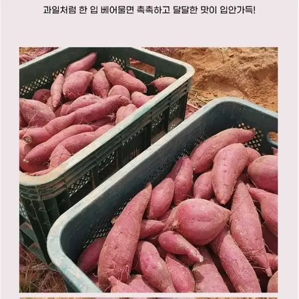 달콤하고 촉촉한 해남 꿀 고구마 3kg 5kg 한입 중 특상