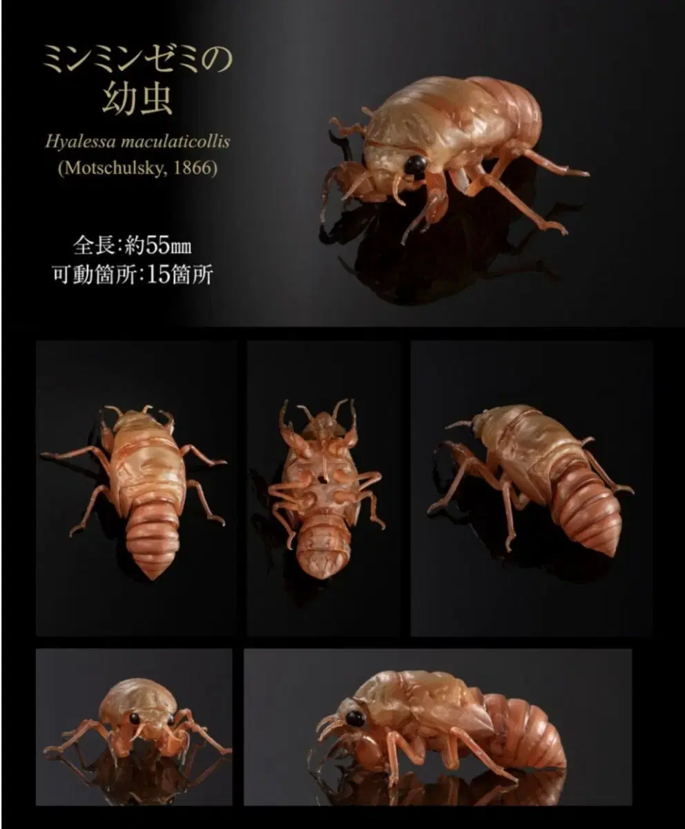 Capsule Toys VANDAI Biological Atlas Advance Cicada Cicada Larva Figure Insect Toy