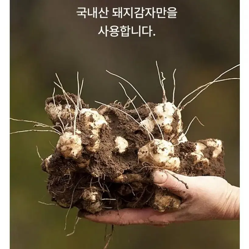 초코 효소