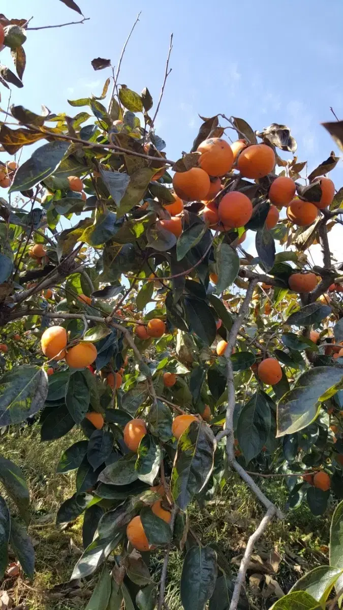 못난이단감 10키로이상 택포2만원 산지직송!!