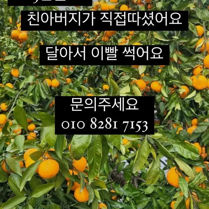 타이백밀감. 타이백귤