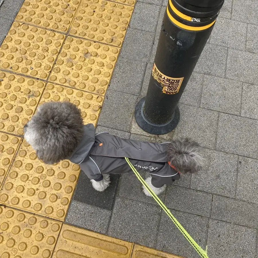 알파아이콘 레인독가드 M / 강아지우비