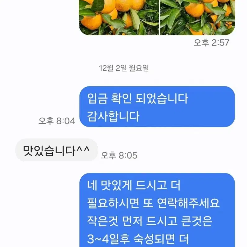 제주도 타이벡 감귤..10키로 26000원