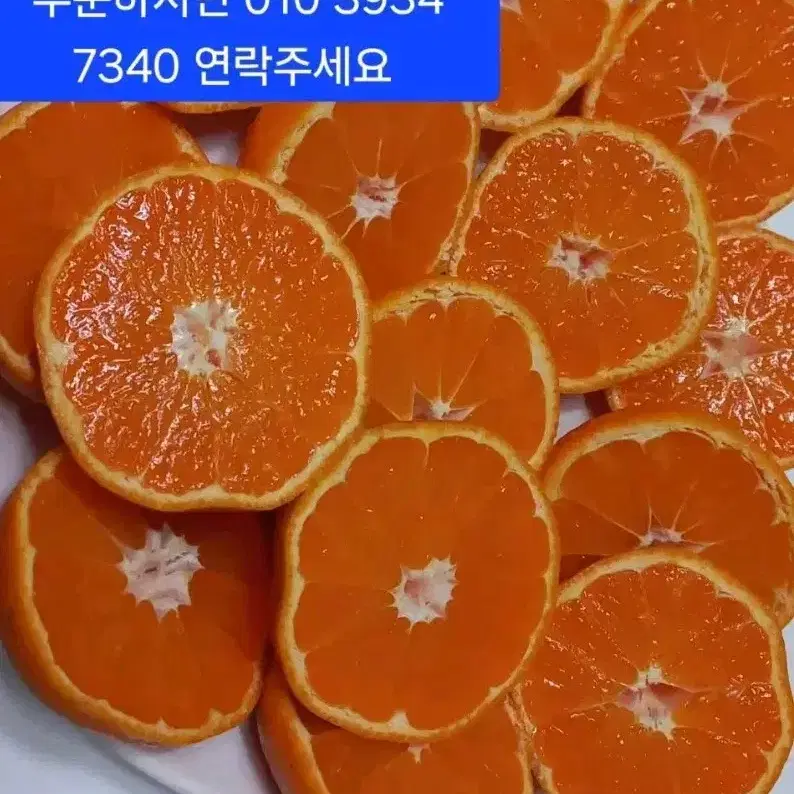 맛있는 타이벡감귤 10키로 26000원