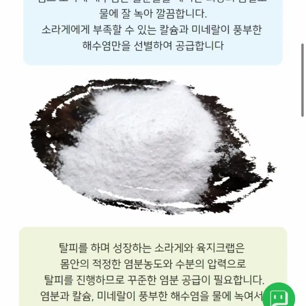 챔프 소라게 해수염 새상품