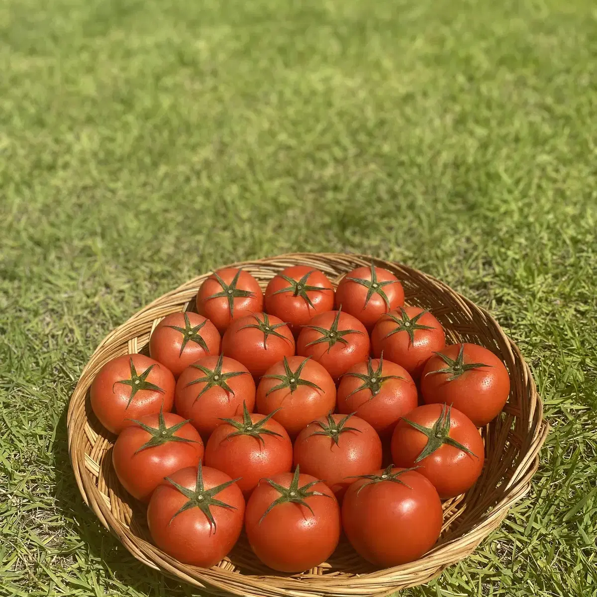 GAP인증 완숙토마토 5KG 판매합니다.