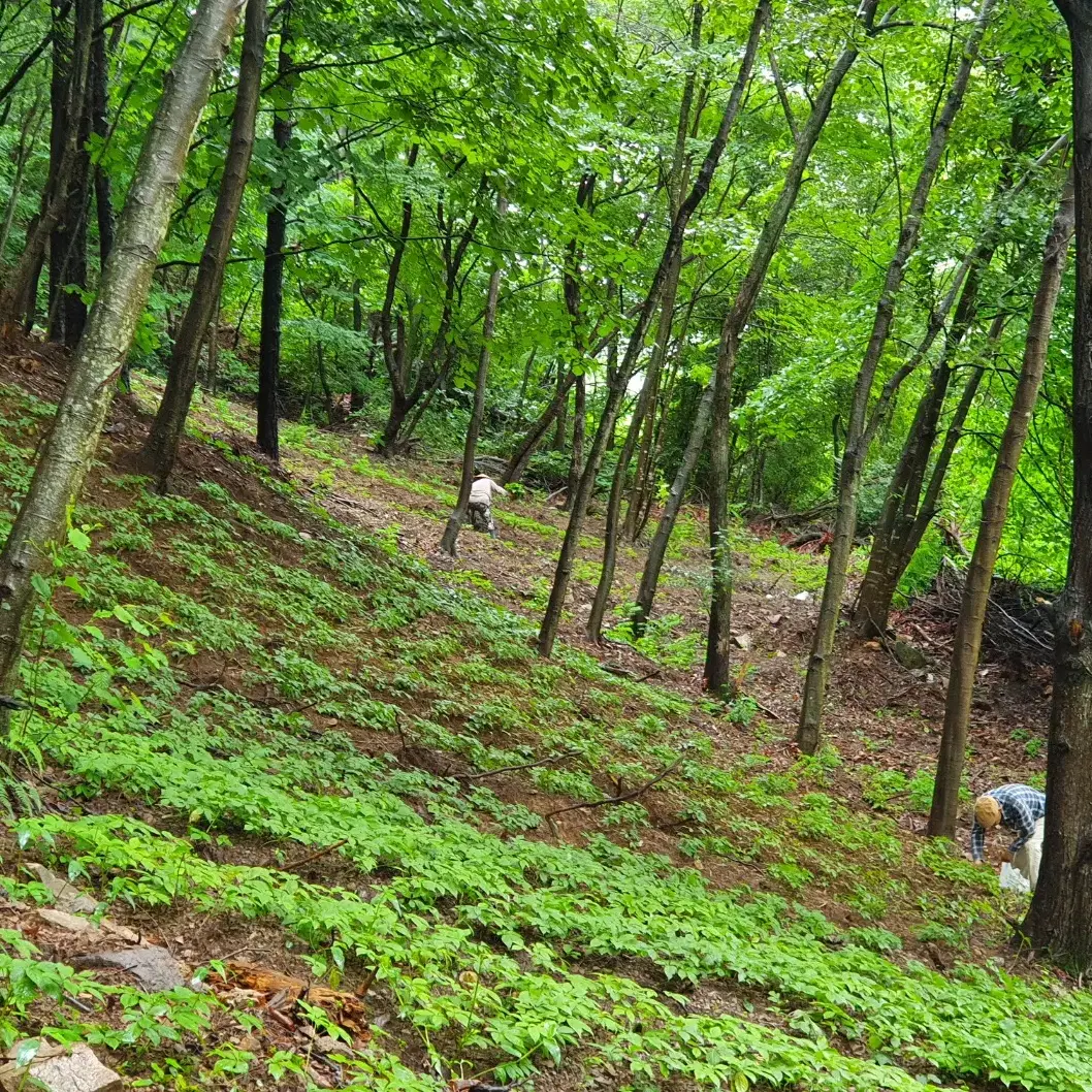 한국임업진흥원 인증 산양삼 6년근 ~ 7년근 산양 산삼 판매