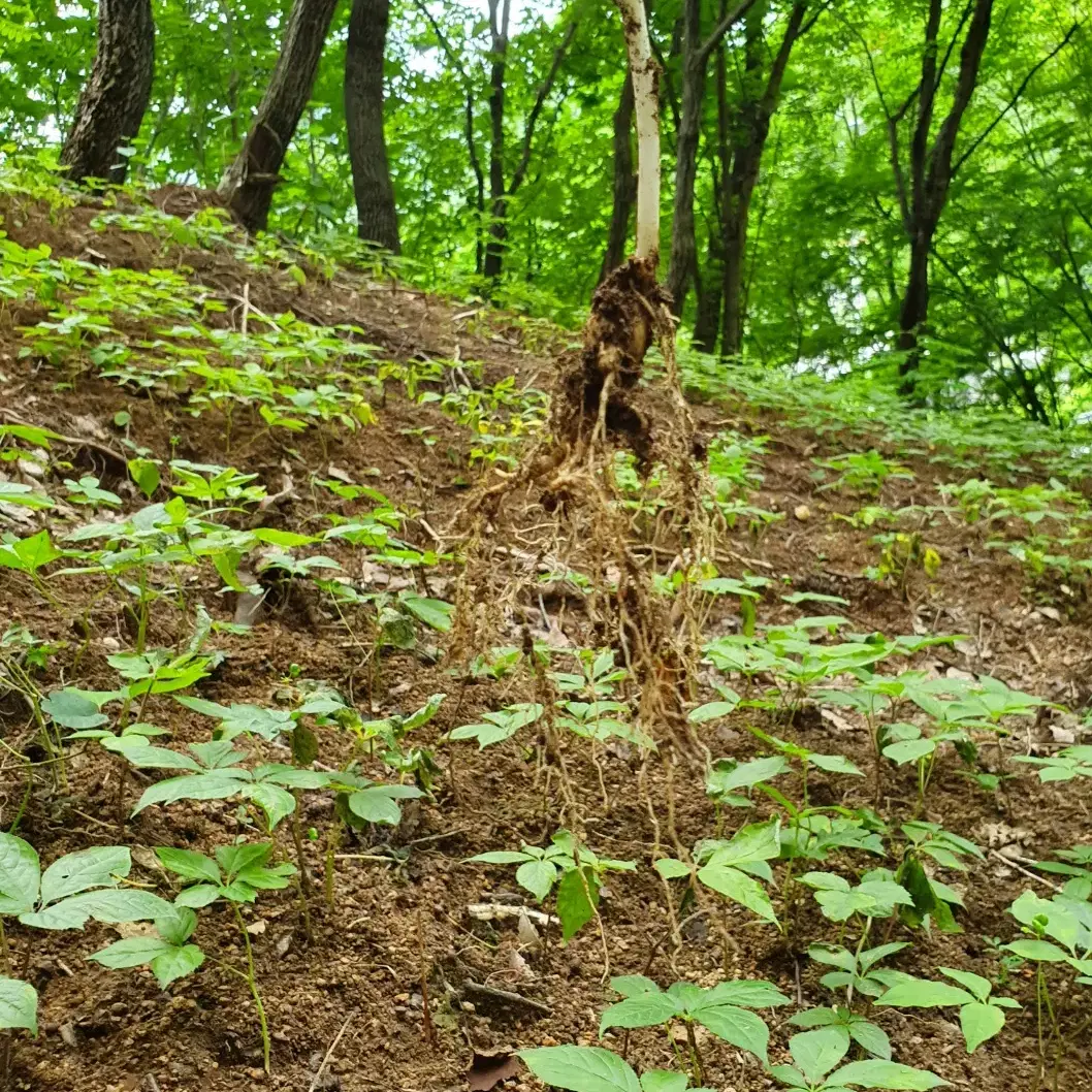 한국임업진흥원 인증 산양삼 6년근 ~ 7년근 산양 산삼 판매