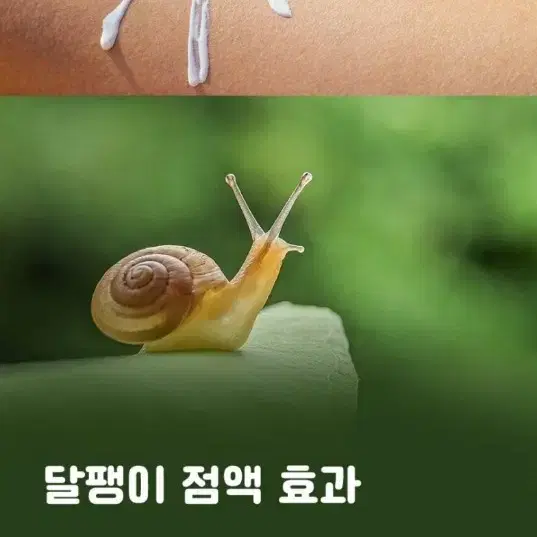 스네일 썬크림 70ml