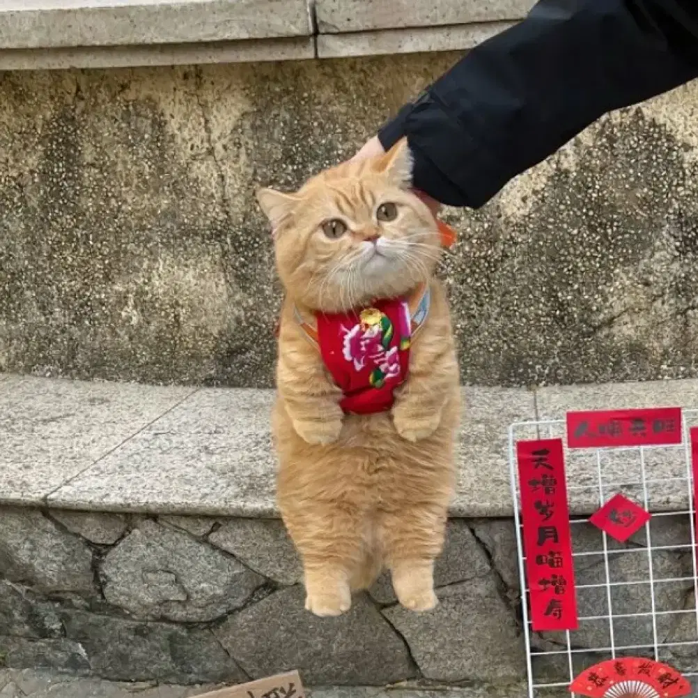 온라인세라믹스 모자 양도해요