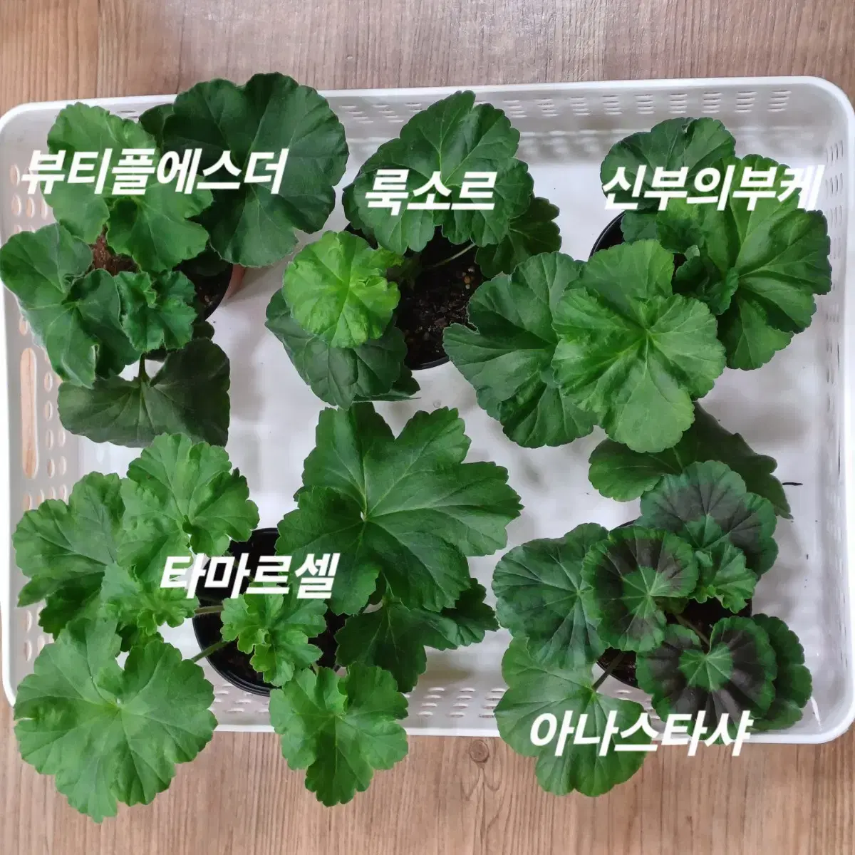 러시아제라늄 5종