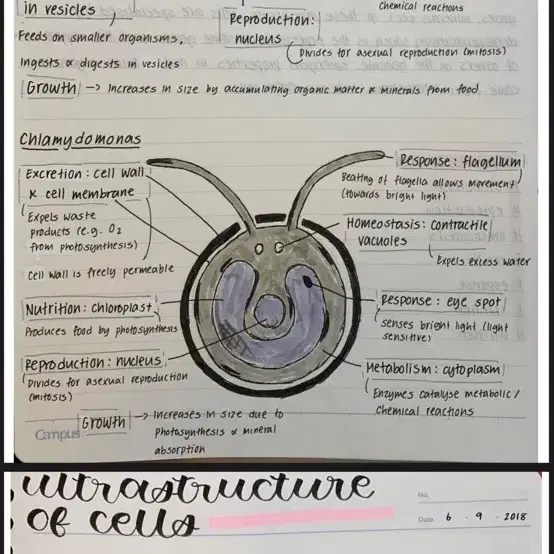 Alevel, olevel, sat, ib 생물의 거의모든 diagram