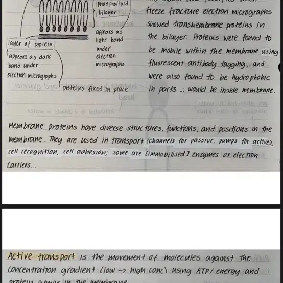 Alevel, olevel, sat, ib 생물의 거의모든 diagram