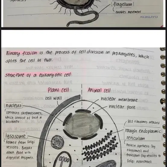 Alevel, olevel, sat, ib 생물의 거의모든 diagram