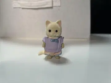 실바니아 크림 고양이