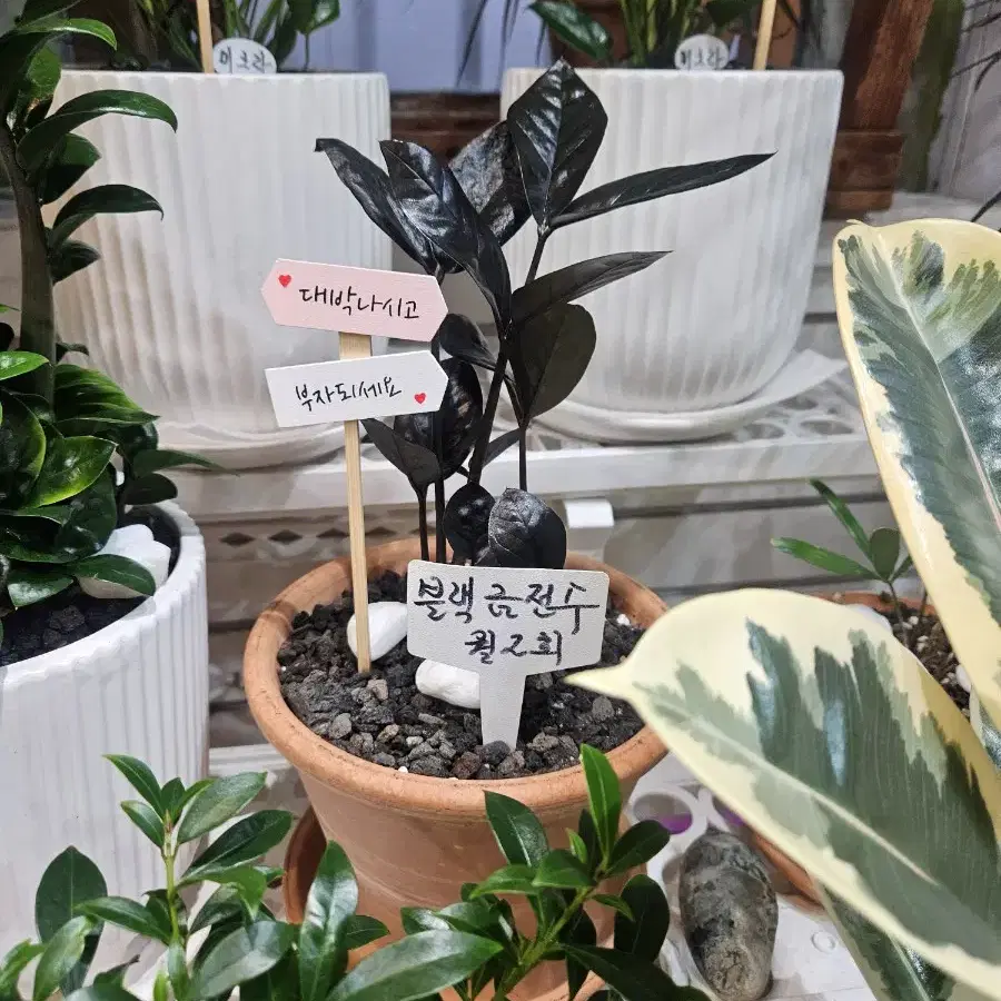 식물화분