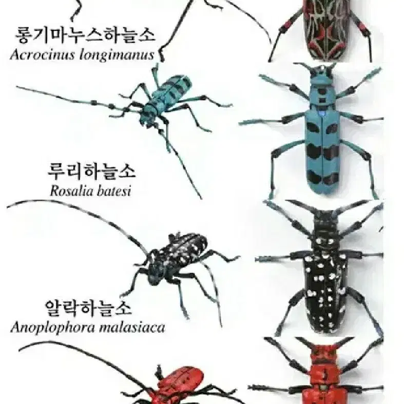 캡슐토이 가챠 생물대도감 어드밴스 하늘소 곤충 파충류 피규어 프라모델