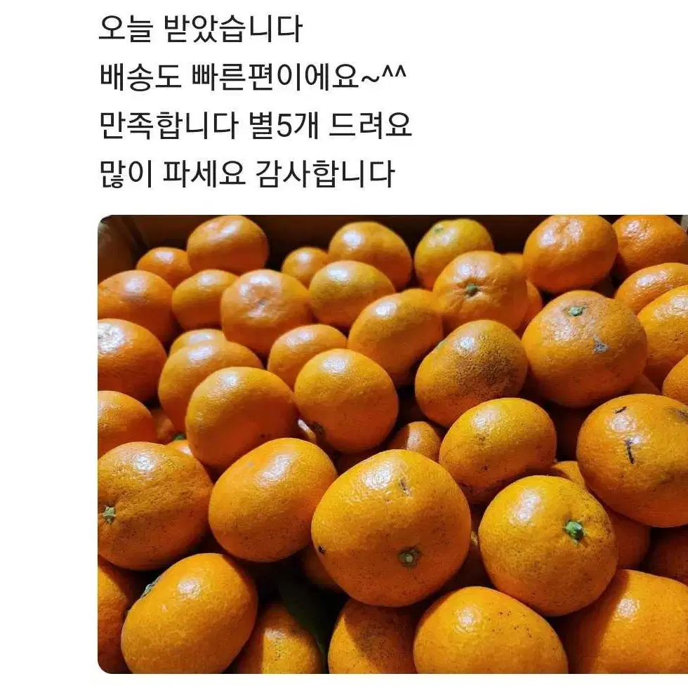 맛있는 타이벡감귤 10kg 26000원