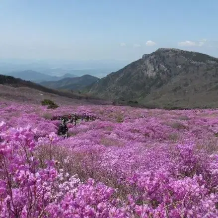 삼성 wb50F 빈티지 캠코더 디카 (빈티지 카메라)