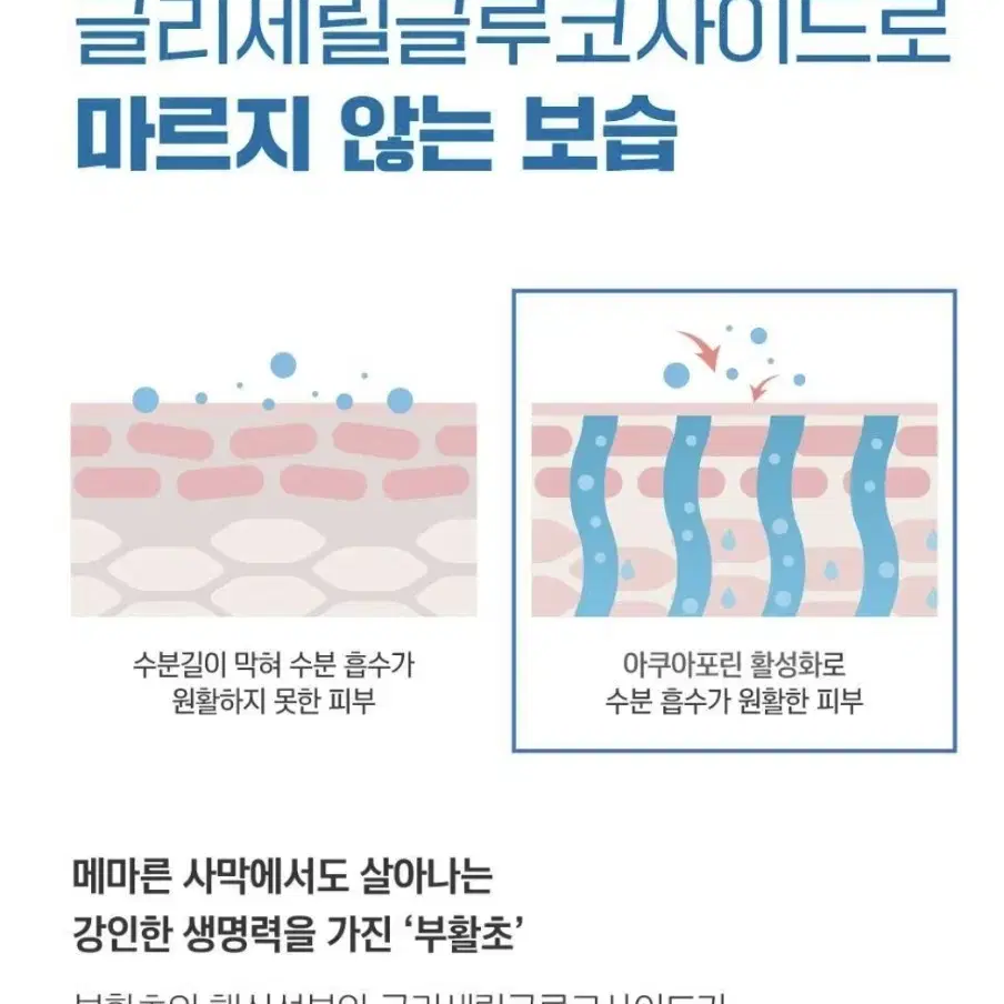 라운드랩 자작나무 수분앰플 새상품