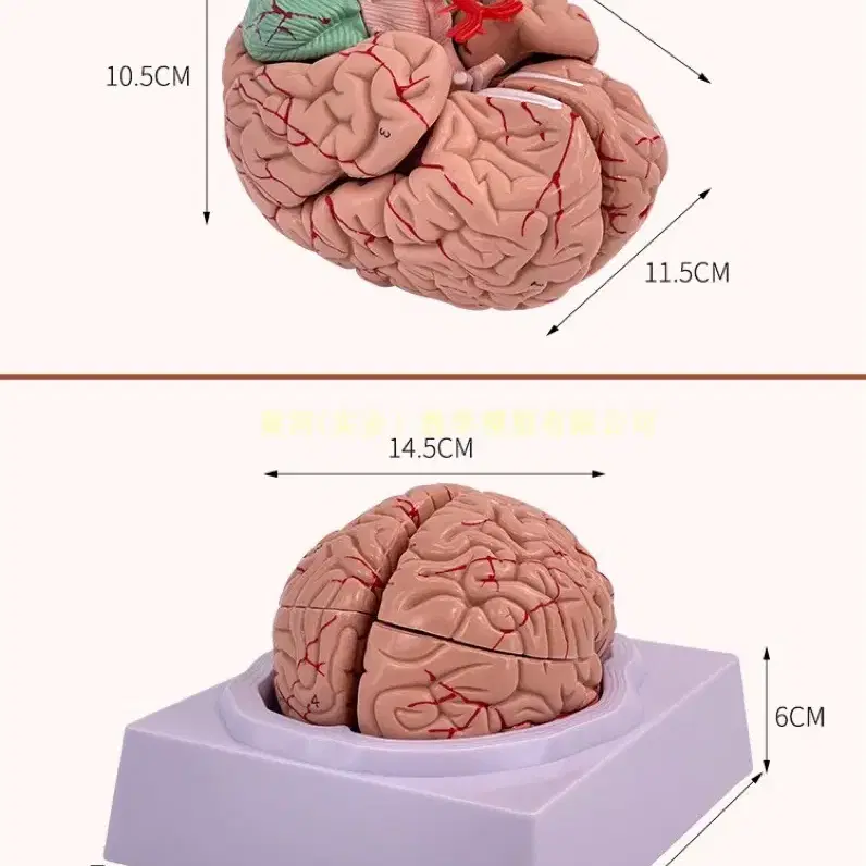 뇌 모형