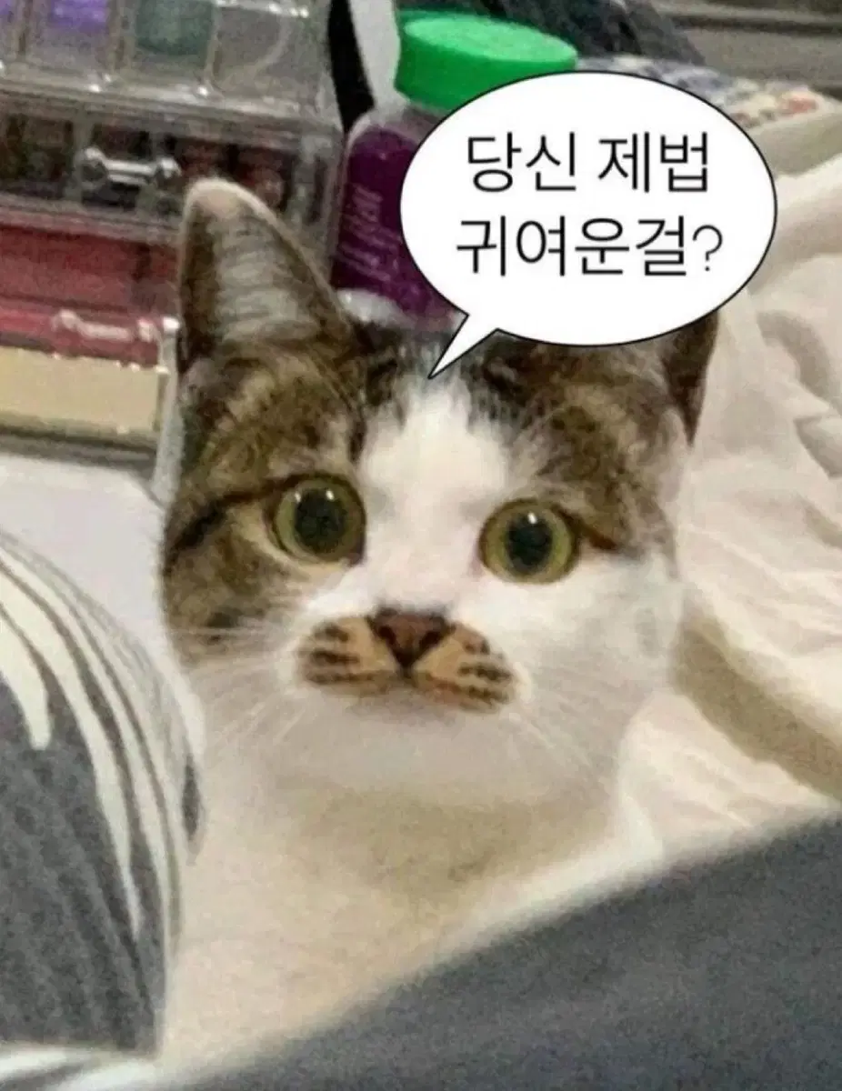 모든 양지뢰 의상 판매합니다