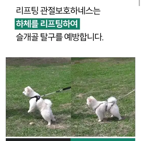 프로젝트21 강아지 리프팅 하네스