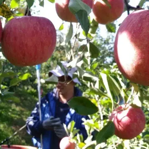 사과꾼 후지(부사)사과