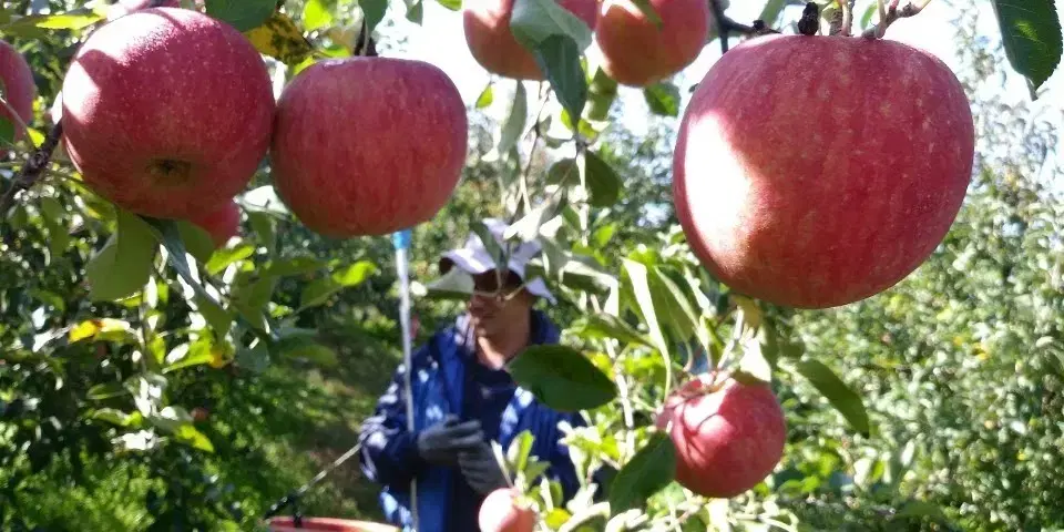 사과꾼 후지(부사)사과